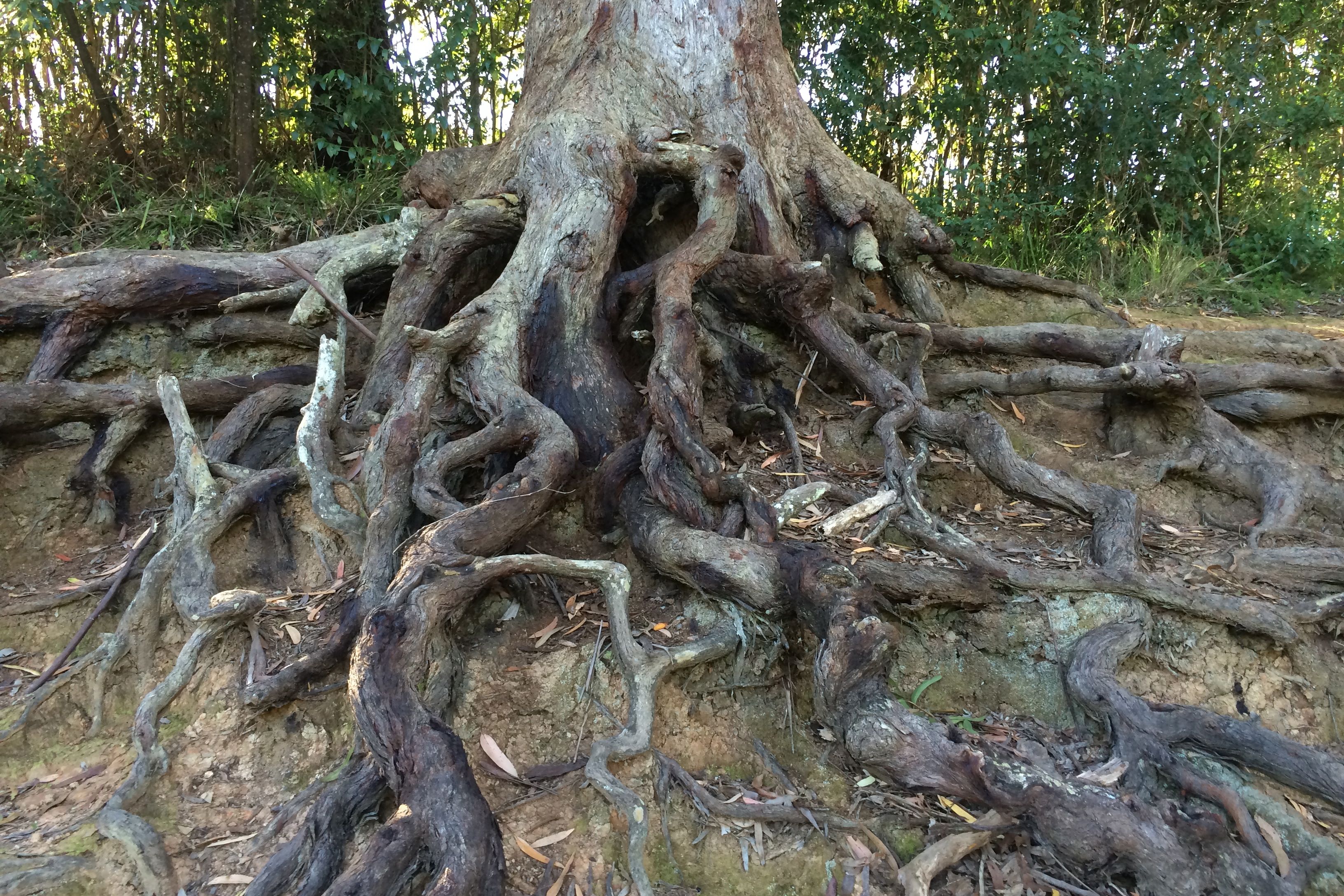 Суар дерево корень