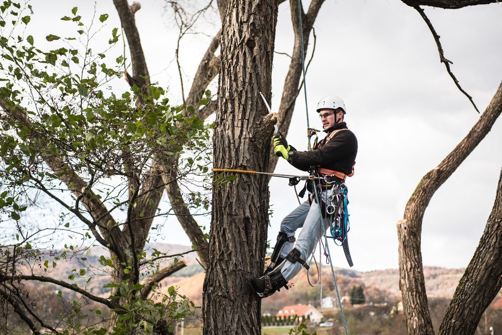 tree pruning expert being harnessed ontop of very tall tree
