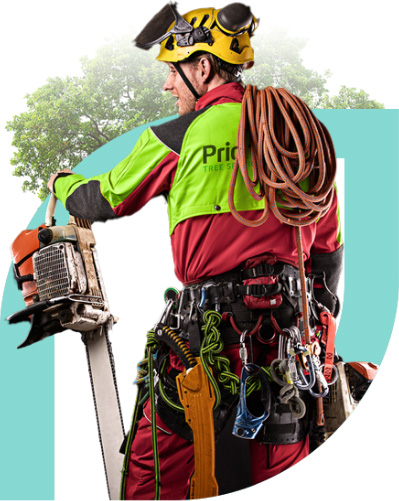Quality Tree Service Without Compromise priority tree services